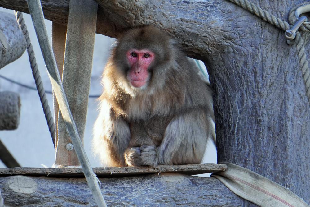 動物園の仲間「ホンドザル」の写真1