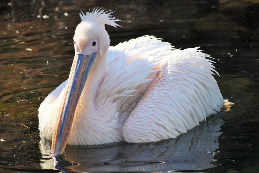 動物園の仲間「モモイロペリカン」の写真1