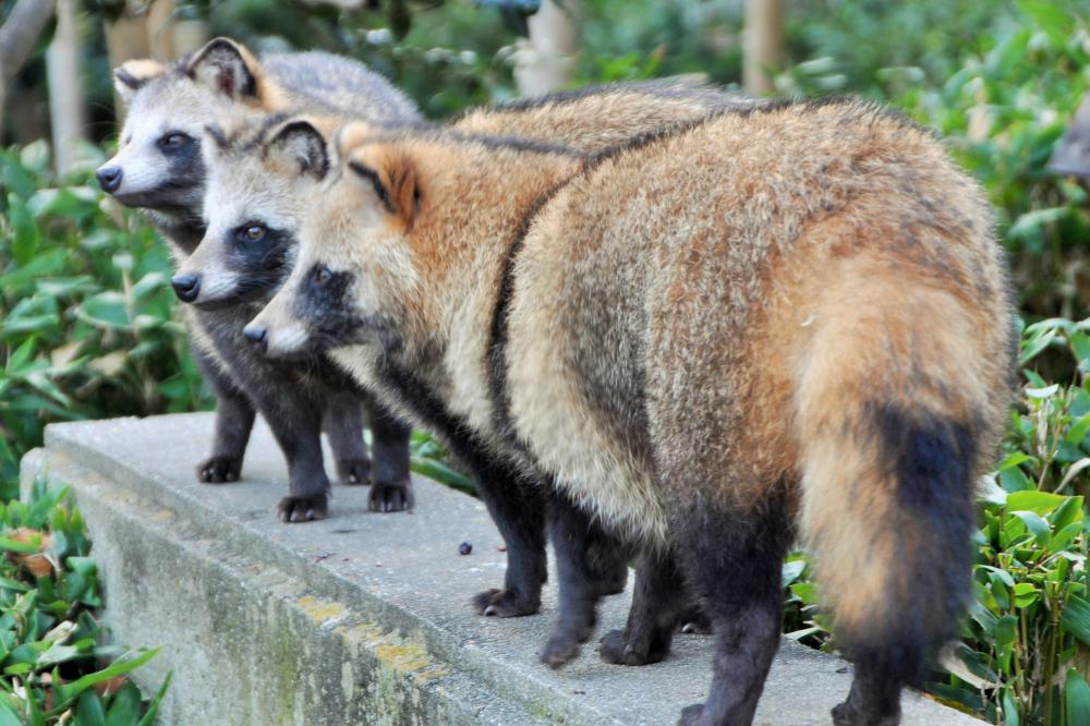 動物園の仲間「ホンドタヌキ」の写真2