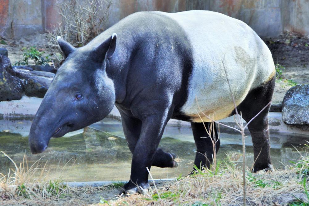 動物園の仲間「マレーバク」の写真1