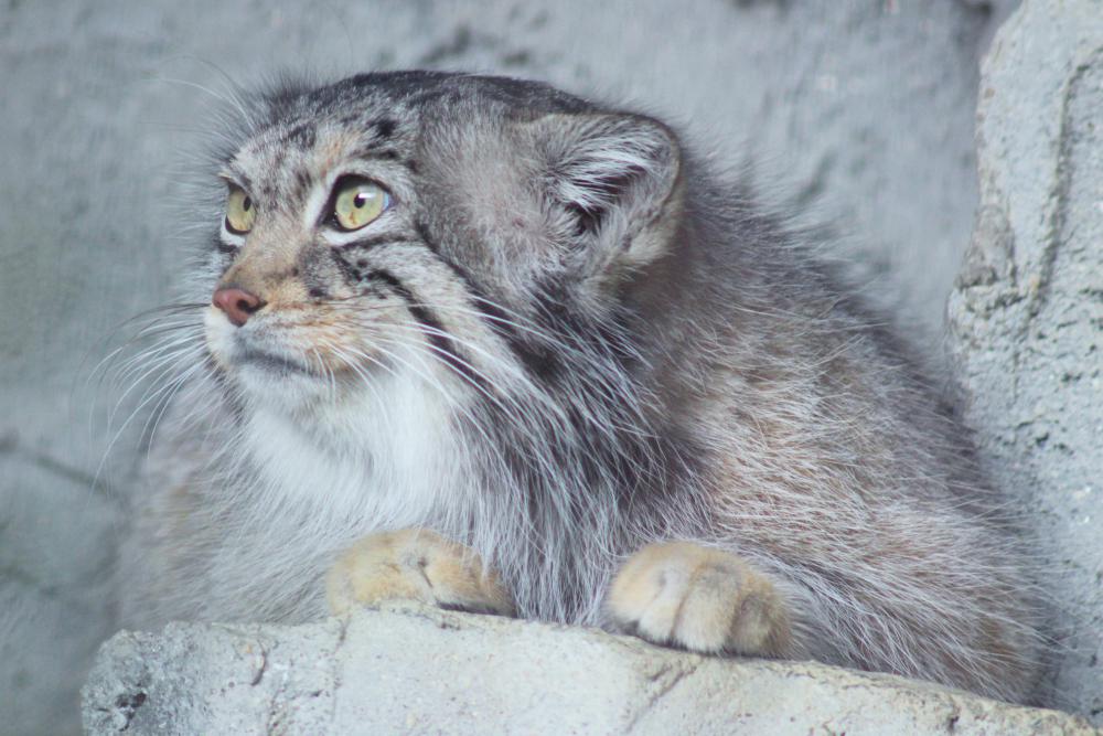 動物園の仲間「マヌルネコ」の写真3