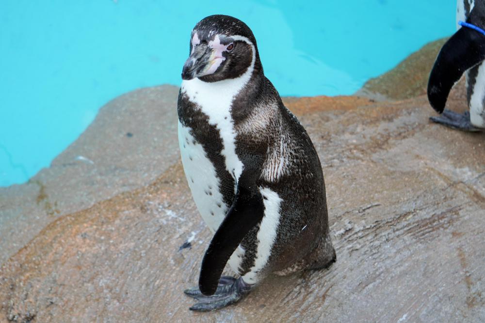 動物園の仲間「フンボルトペンギン」の写真1