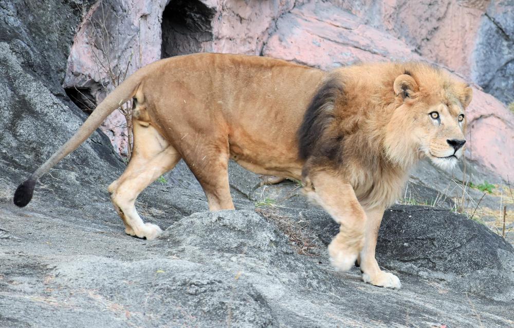 動物園の仲間「ライオン」の写真2