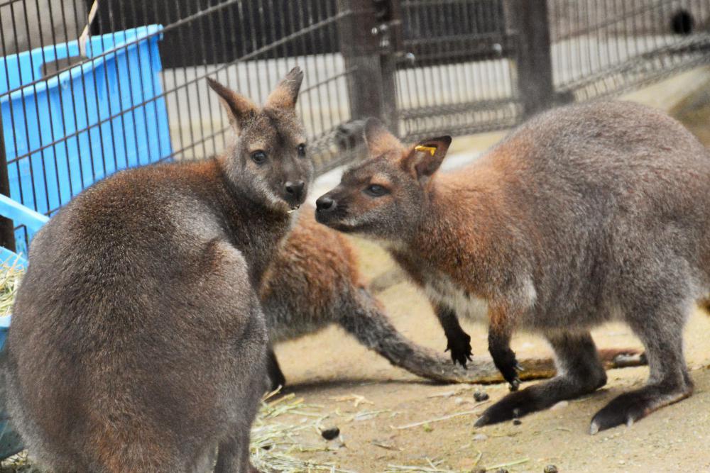 動物園の仲間「ベネットアカクビワラビー」の写真2