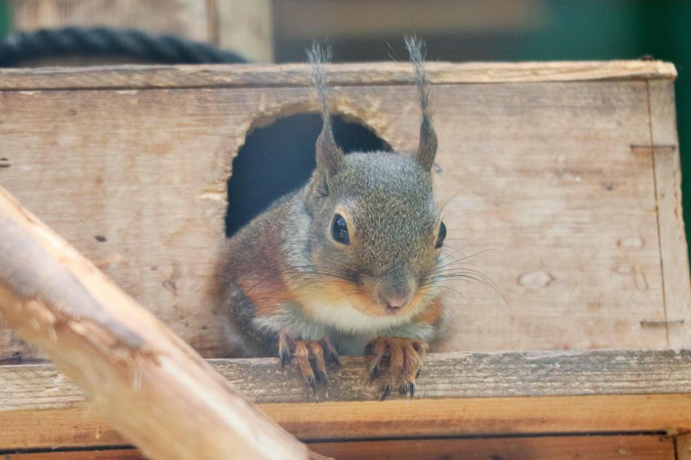 動物園の仲間「ニホンリス」の写真4