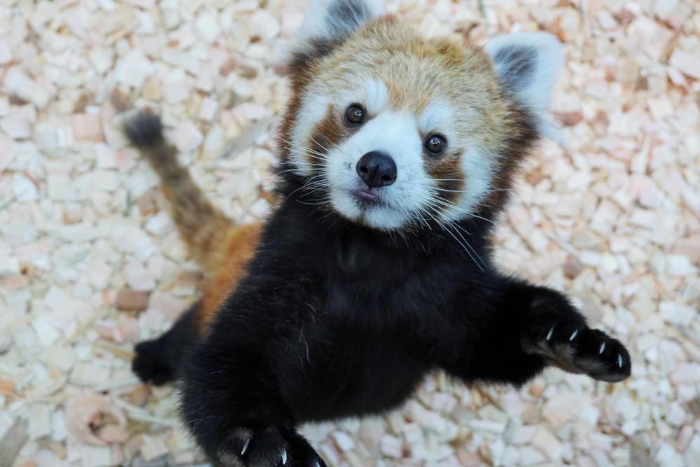 動物園の仲間「レッサーパンダ」の写真4