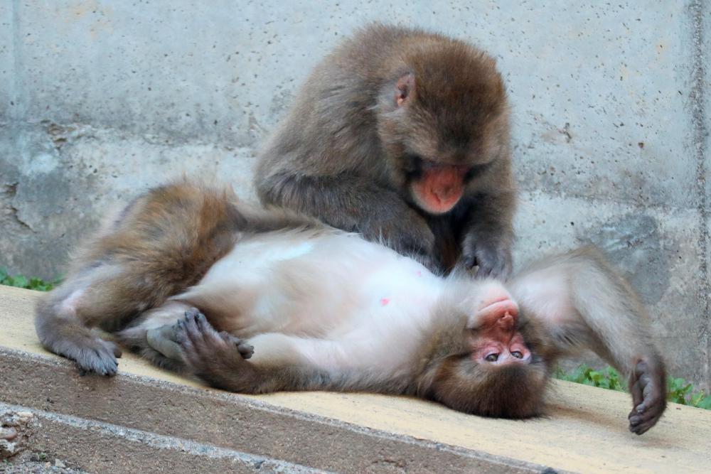 動物園の仲間「ホンドザル」の写真4