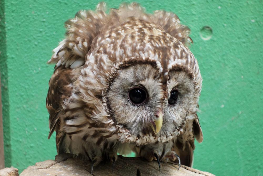 動物園の仲間「フクロウ」の写真2