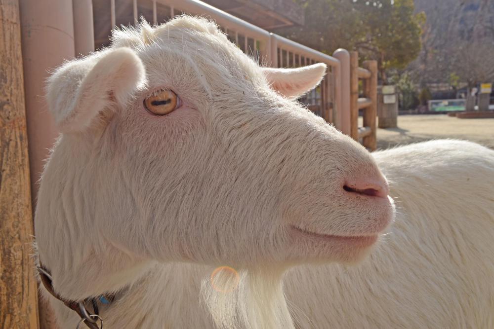 動物園の仲間「ヤギ」の写真3