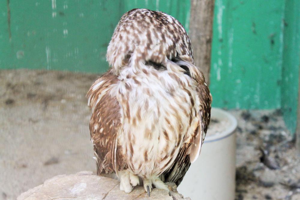 動物園の仲間「フクロウ」の写真3