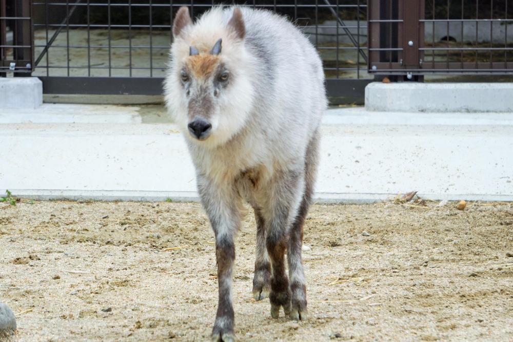 動物園の仲間「ニホンカモシカ」の写真3