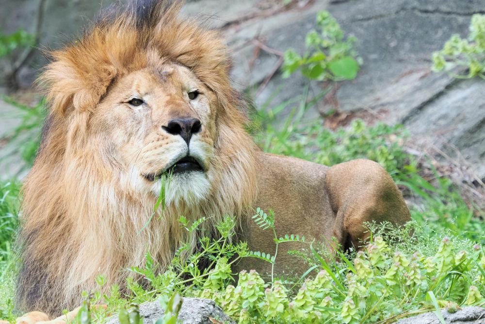 動物園の仲間「ライオン」の写真4