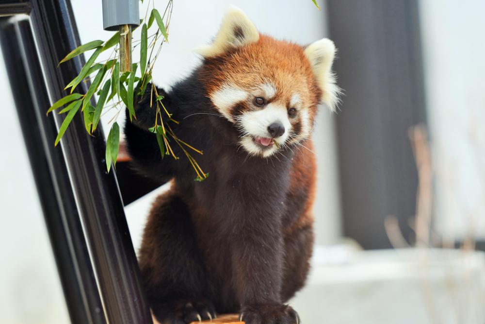 動物園の仲間「レッサーパンダ」の写真3