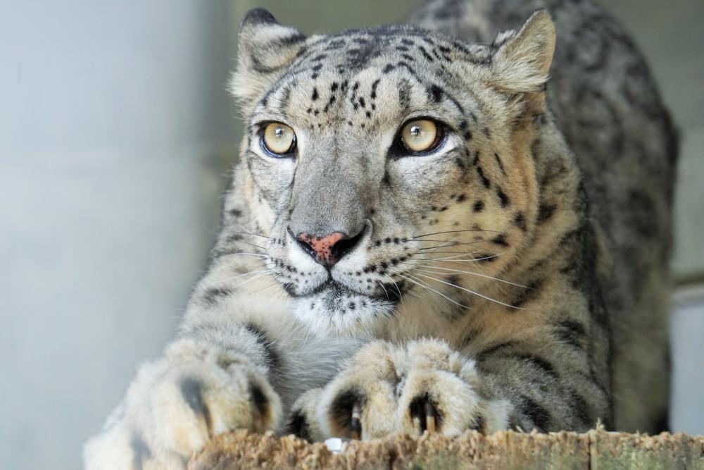 動物園の仲間「ユキヒョウ」の写真1