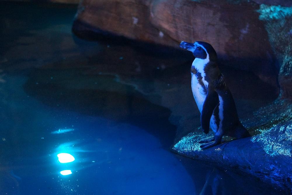 動物園の仲間「フンボルトペンギン」の写真4