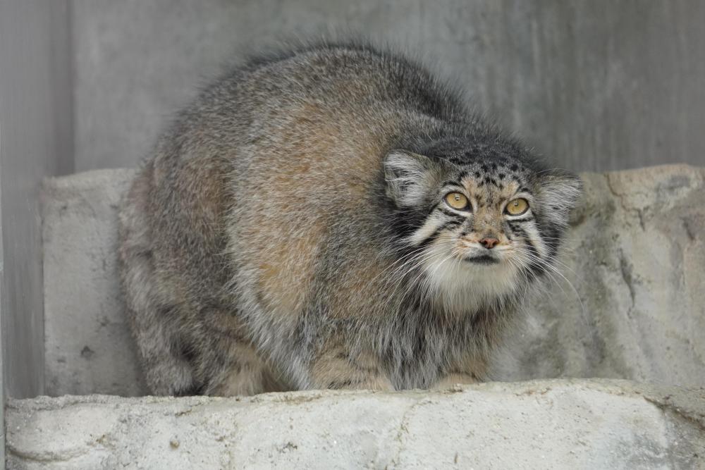 動物園の仲間「マヌルネコ」の写真1