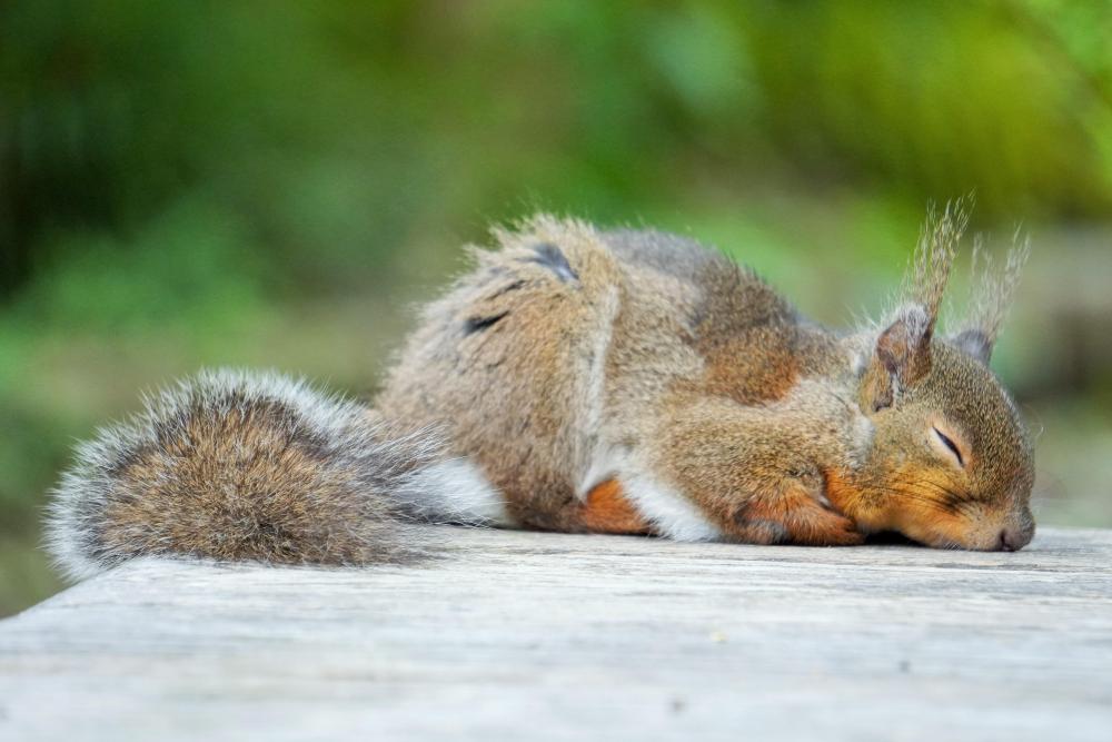 動物園の仲間「ニホンリス」の写真3