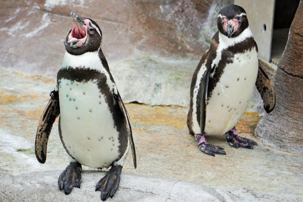 動物園の仲間「フンボルトペンギン」の写真3