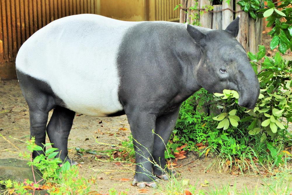 動物園の仲間「マレーバク」の写真2