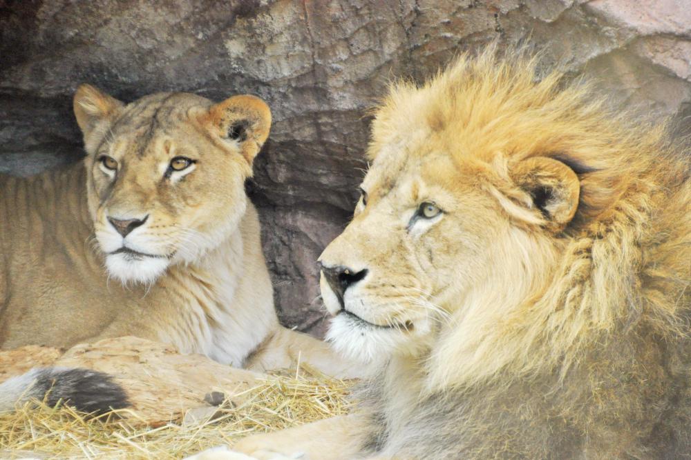動物園の仲間「ライオン」の写真1