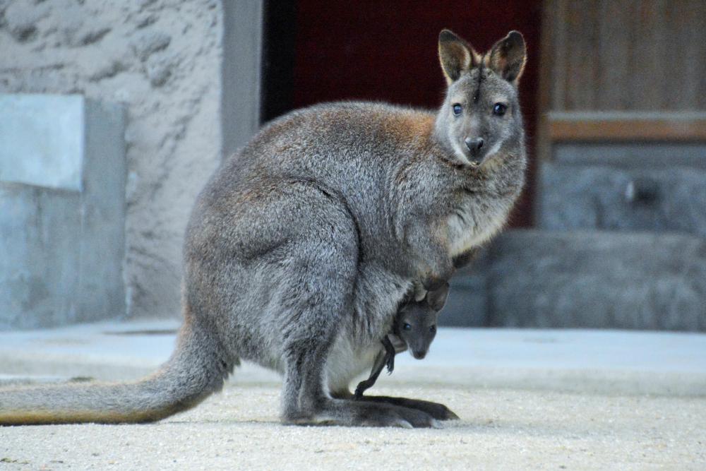 動物園の仲間「ベネットアカクビワラビー」の写真1