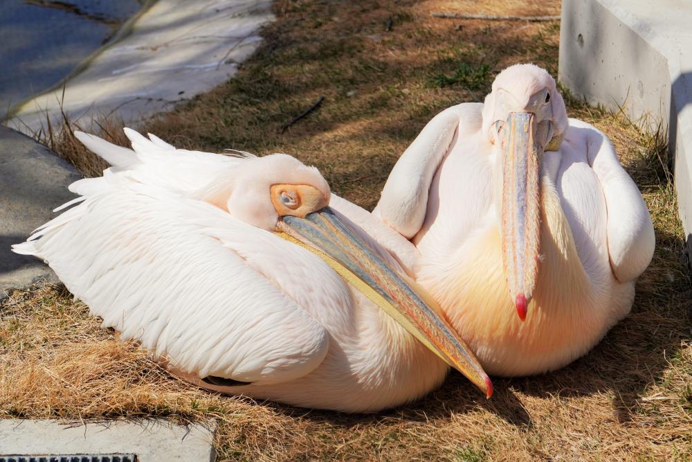 動物園の仲間「モモイロペリカン」の写真4