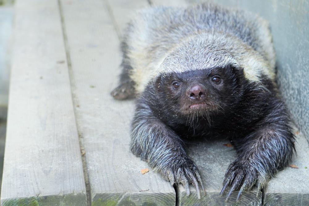 動物園の仲間「ラーテル」の写真2