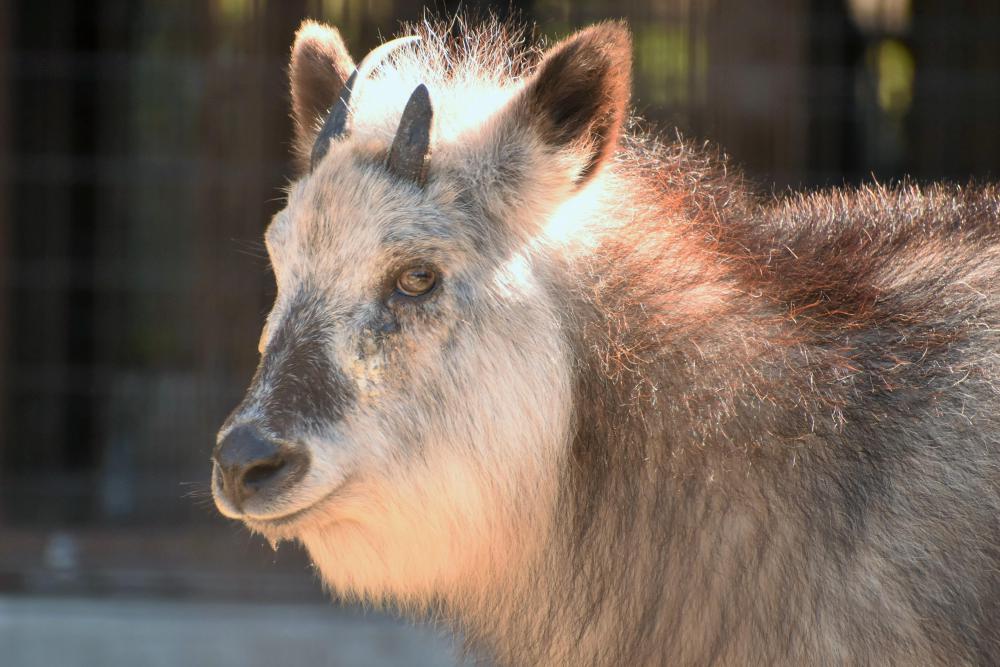 動物園の仲間「ニホンカモシカ」の写真2