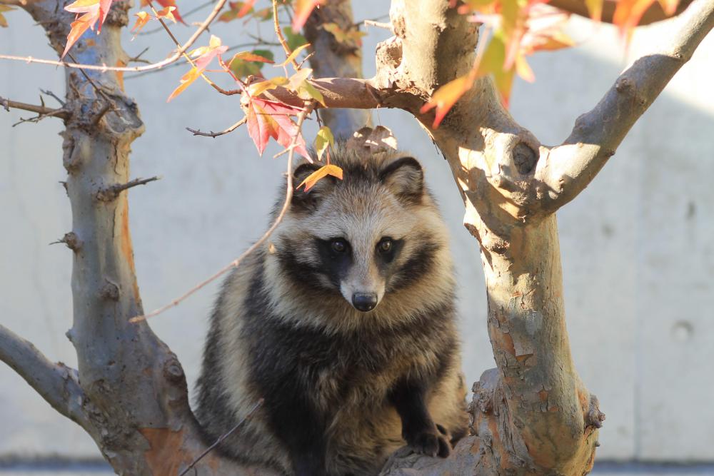 動物園の仲間「ホンドタヌキ」の写真3