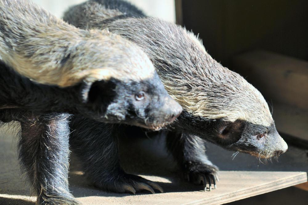 動物園の仲間「ラーテル」の写真4