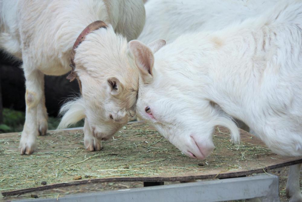 動物園の仲間「ヤギ」の写真4