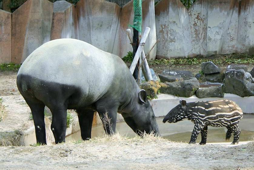 動物園の仲間「マレーバク」の写真4