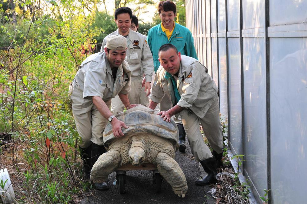 動物園の仲間「アルダブラゾウガメ」の写真2