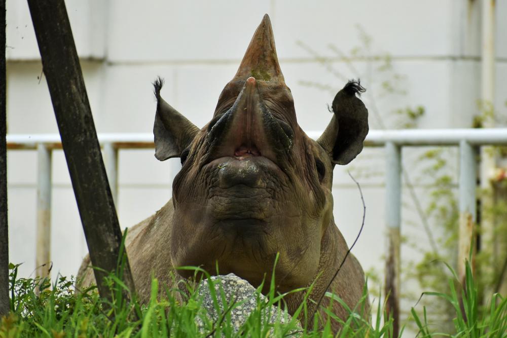 動物園の仲間「クロサイ」の写真4