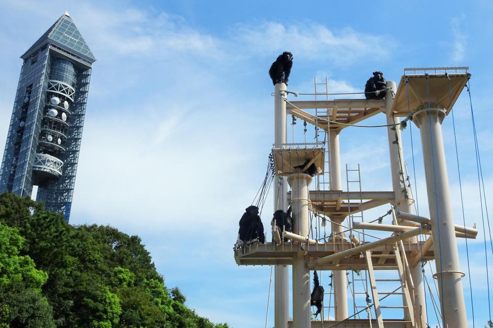 動物園の仲間「チンパンジー」の写真5