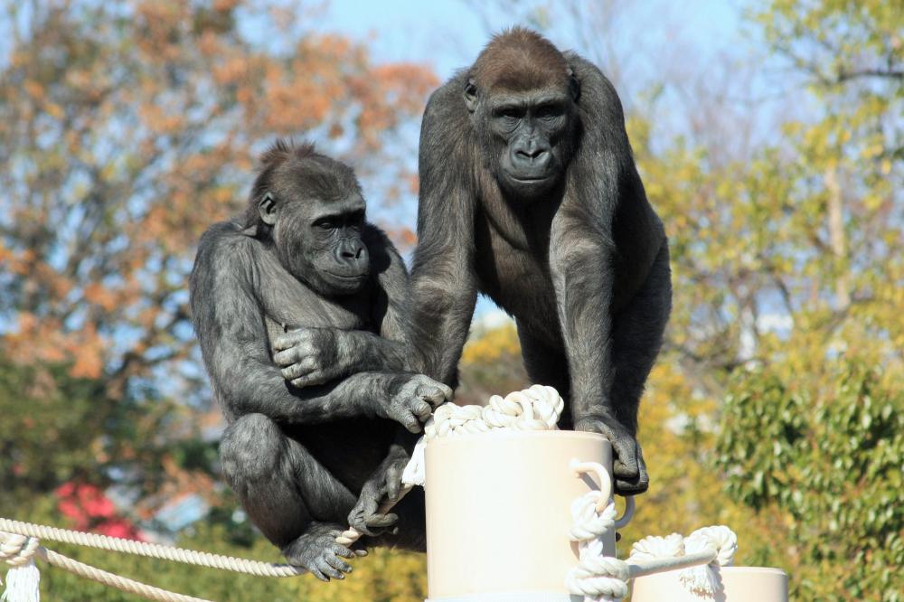 動物園の仲間「ニシゴリラ」の写真4