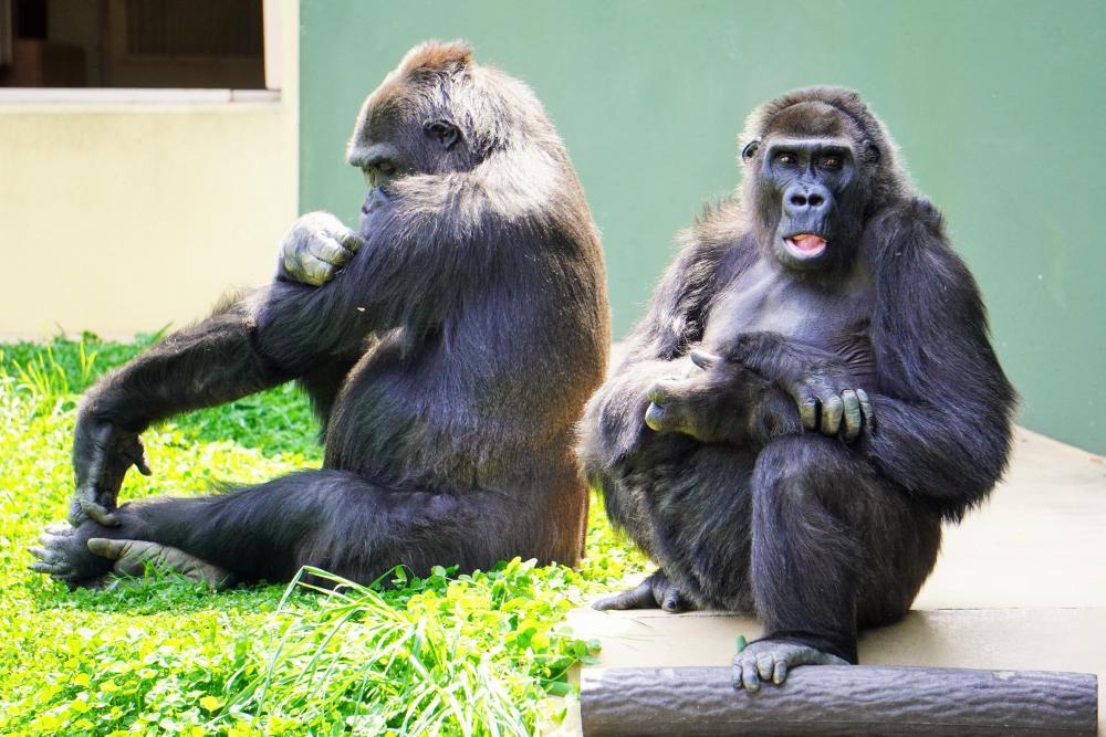 動物園の仲間「ニシゴリラ」の写真3