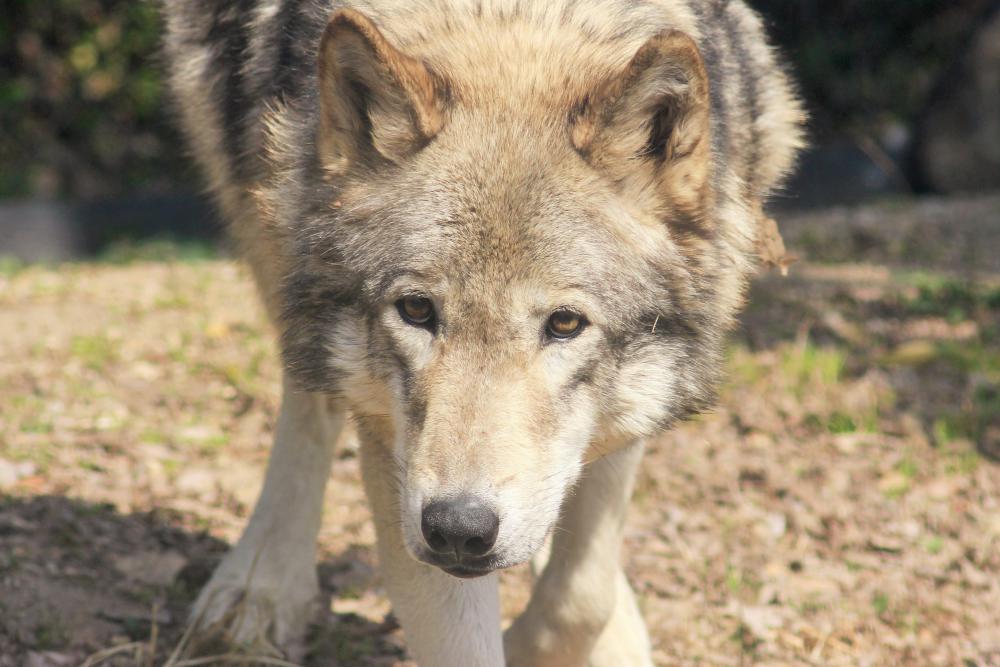 動物園の仲間「シンリンオオカミ」の写真2