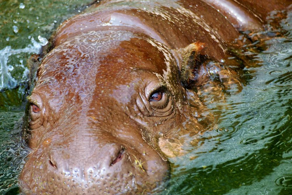 動物園の仲間「コビトカバ」の写真3