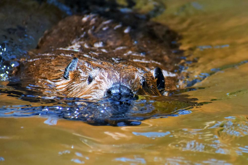 動物園の仲間「アメリカビーバー」の写真4