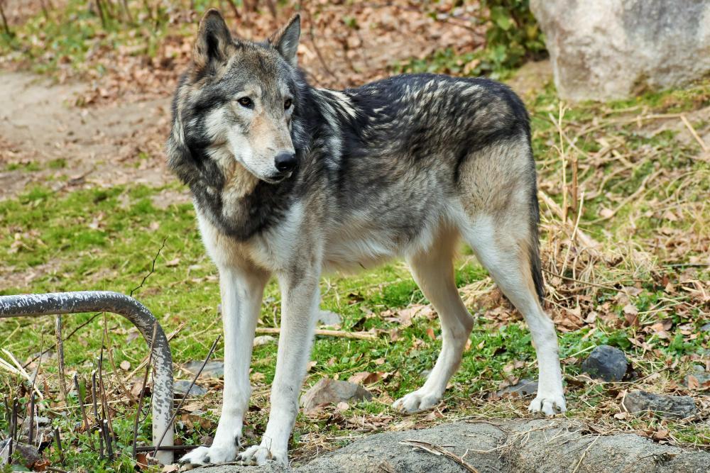 動物園の仲間「シンリンオオカミ」の写真1