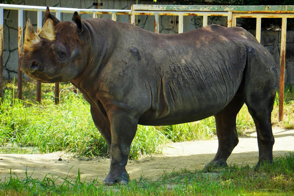 動物園の仲間「クロサイ」の写真1