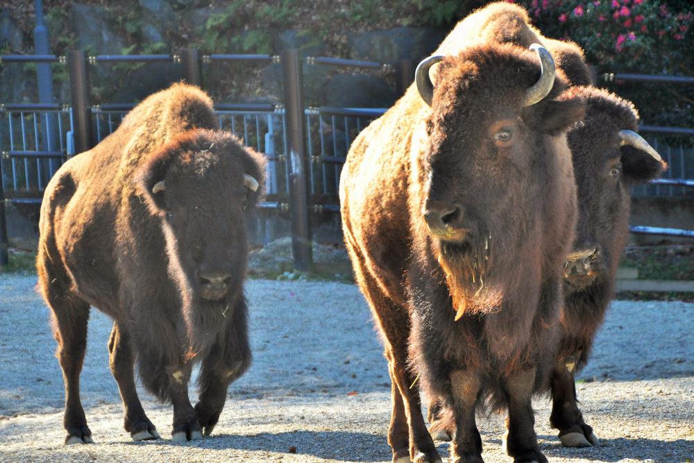 動物園の仲間「アメリカバイソン」の写真2