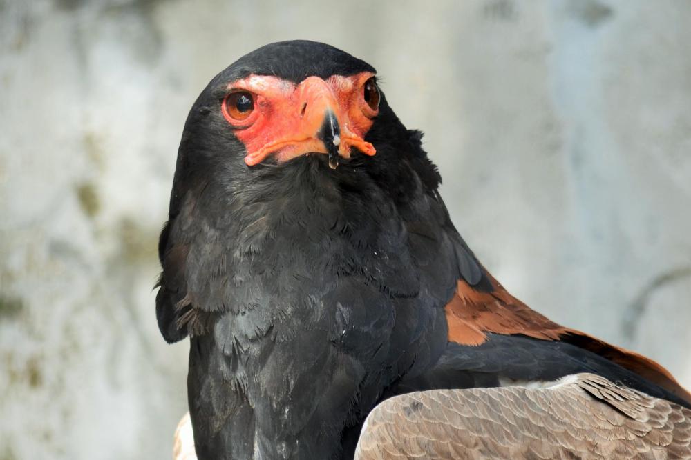 動物園の仲間「ダルマワシ」の写真2