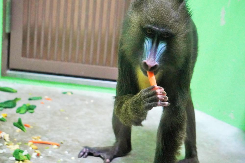 動物園の仲間「マンドリル」の写真3