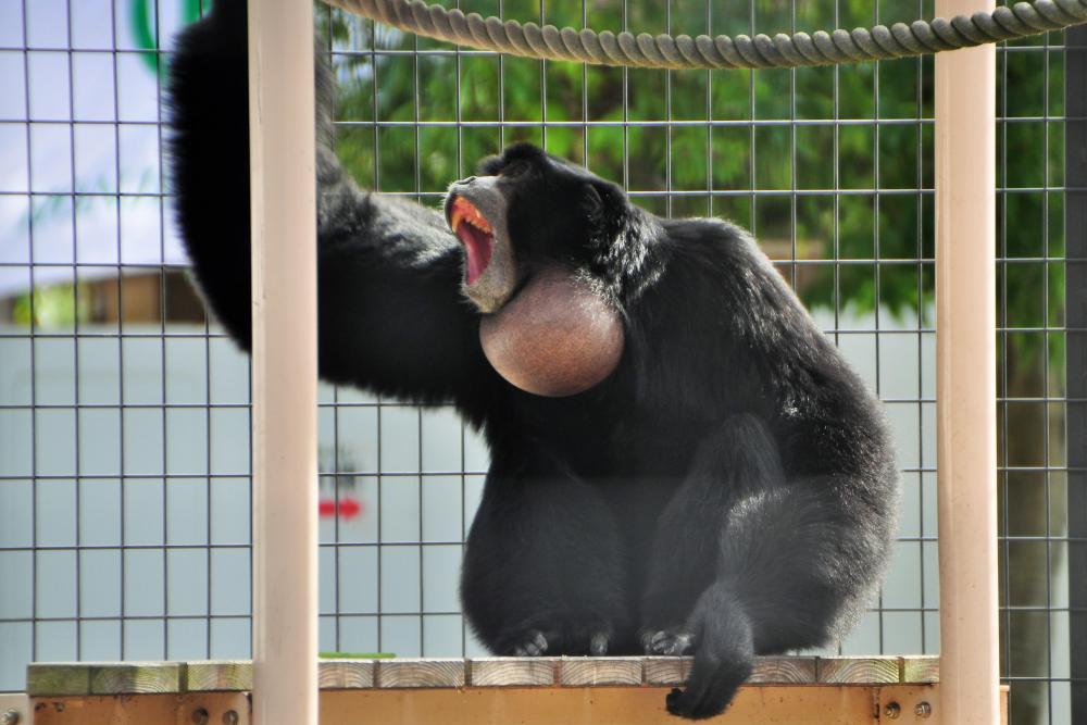 動物園の仲間「フクロテナガザル」の写真4