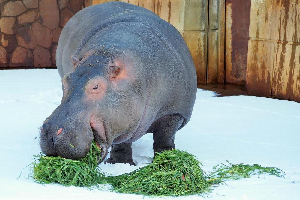 動物園の仲間「カバ」の写真3