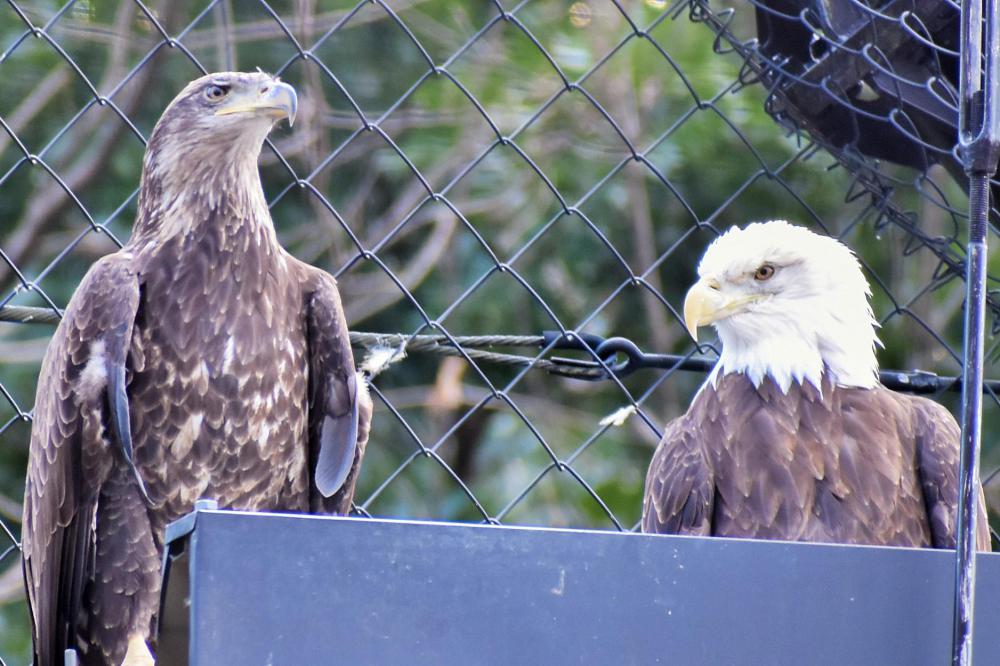 動物園の仲間「ハクトウワシ」の写真4