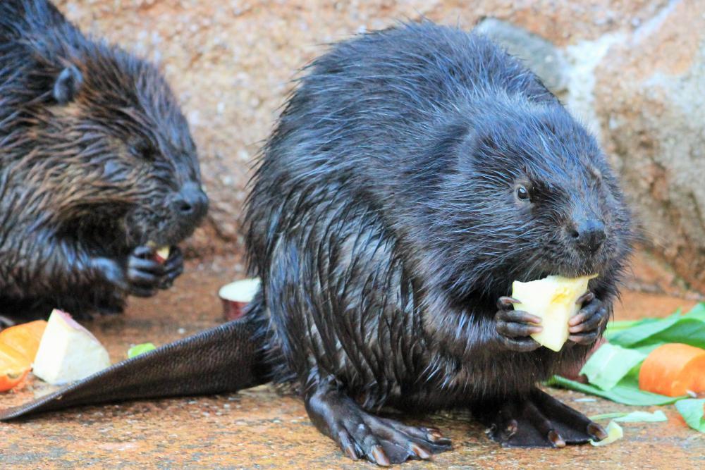 動物園の仲間「アメリカビーバー」の写真1