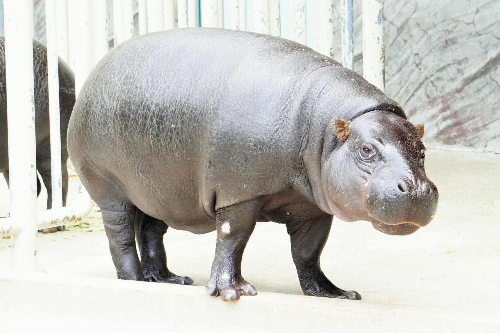 動物園の仲間「コビトカバ」の写真1